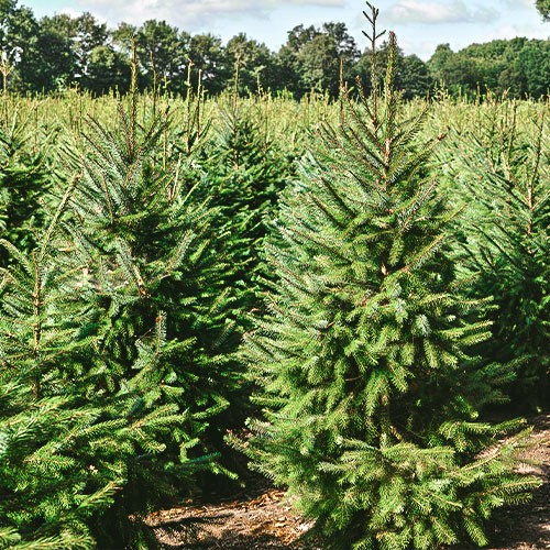 Echte Weihnachtsbäume