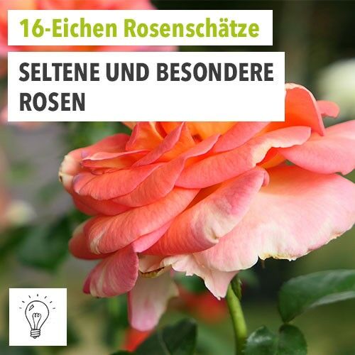 16-Eichen Rosenschätze Aussteller
