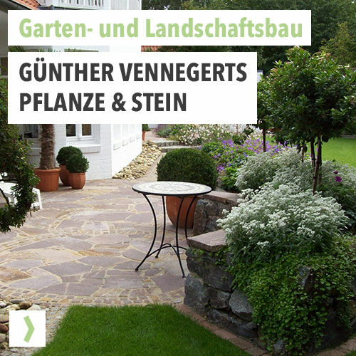 Günther Vennegerts - Pflanze & Stein