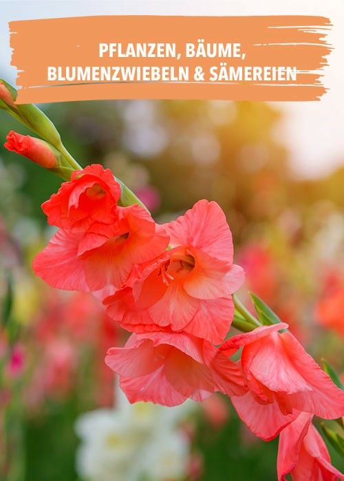 Pflanzen, Bäume, Blumenzwiebeln und Sämereien