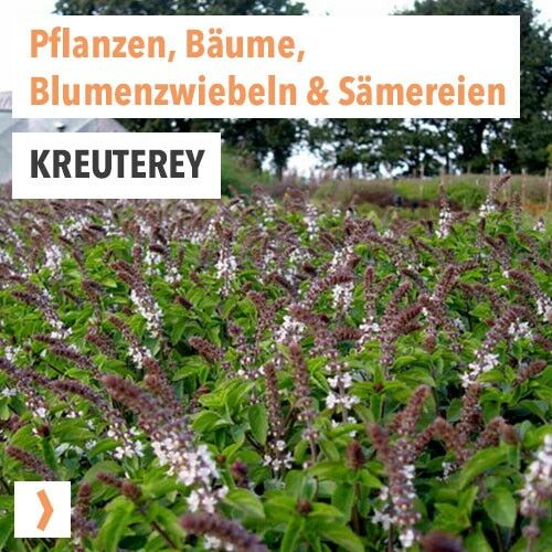 Kreuterey